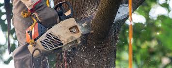 How Our Tree Care Process Works  in  Long Lake, MN