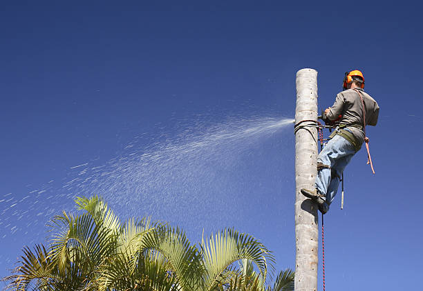 Professional Tree Care in Long Lake, MN