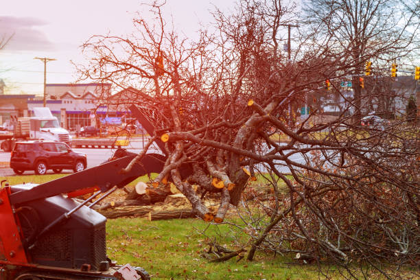 Tree and Shrub Care in Long Lake, MN